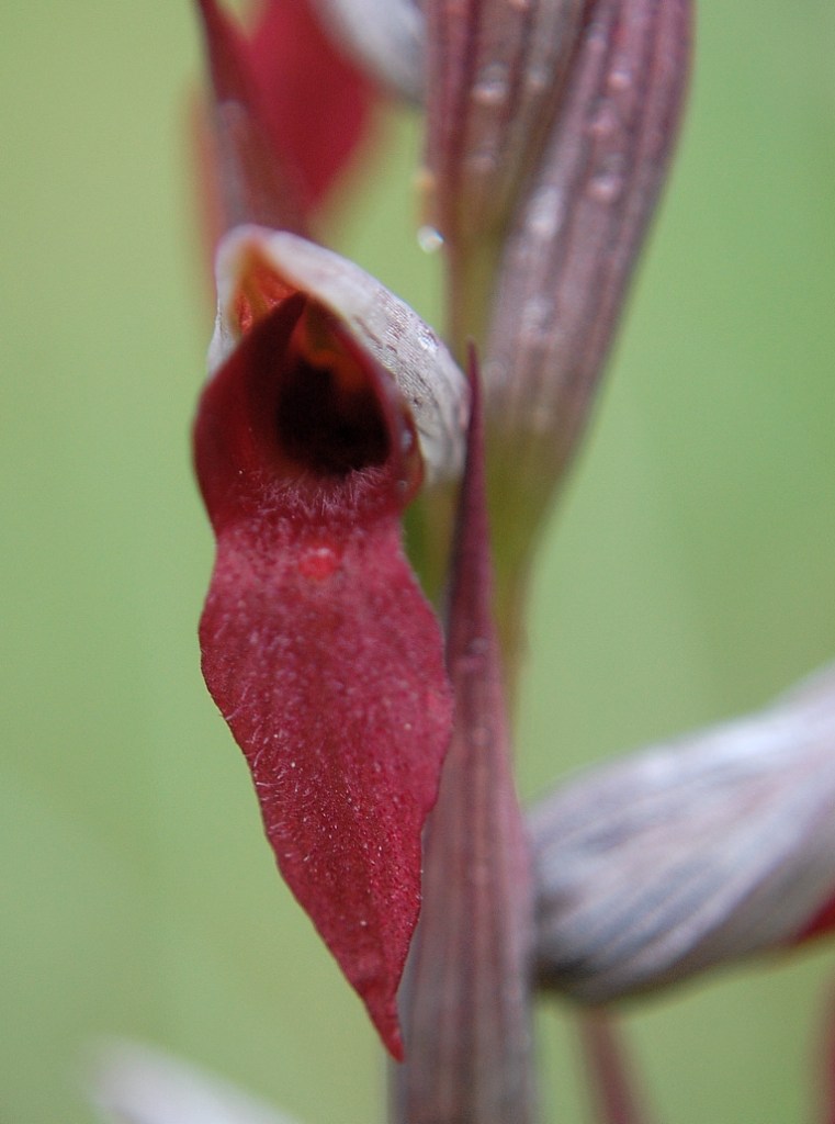 Serapias x semilingua Camus